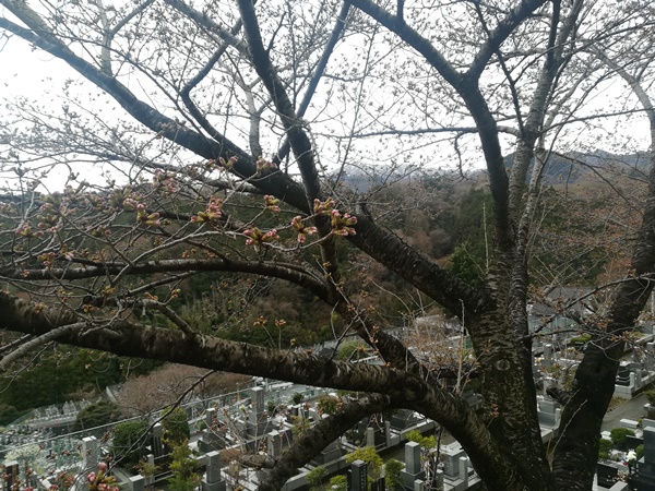 桜開花状況2