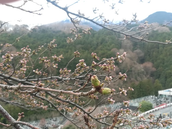 桜開花状況1